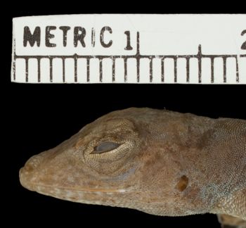 Media type: image; Herpetology R-81136